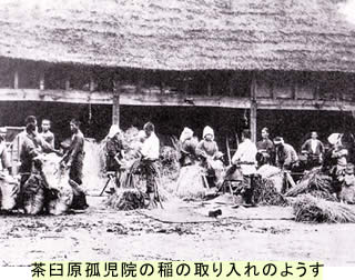 写真 ちゃうすばる孤児院の稲の取り入れのようす