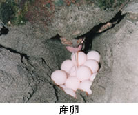 写真 産卵