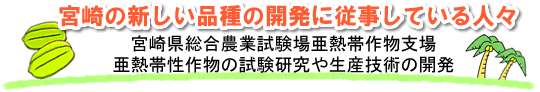 宮崎の新しい品種の開発に従事している人々 宮崎県総合農業試験場亜熱帯作物支場 亜熱帯性作物の試験研究や生産技術の開発