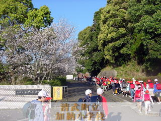 桜の木の下をとおって登校します。
