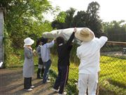 稲刈り3 稲刈り3