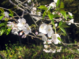 学校の木　桜