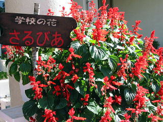 学校の花　さるびあ