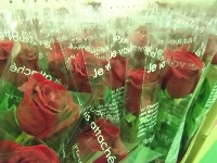 20130303_gra_002.JPG
